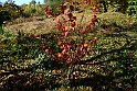 San damiano d'Asti - Colori d'autunno 2009_03